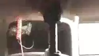 الهرة مشعر جمال اللسان